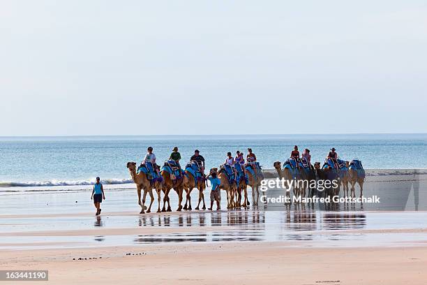 camel ride at cable beach - cable beach stock-fotos und bilder