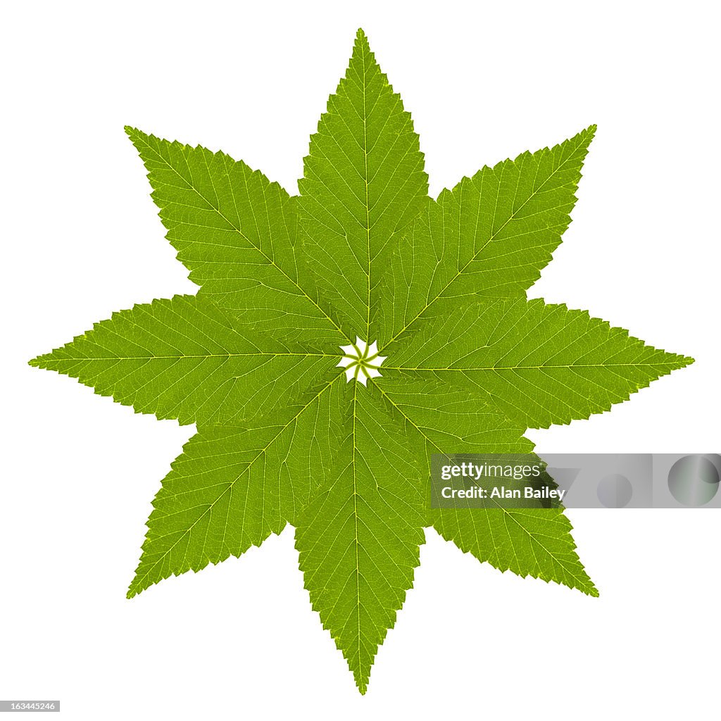 Leaf pattern on white background