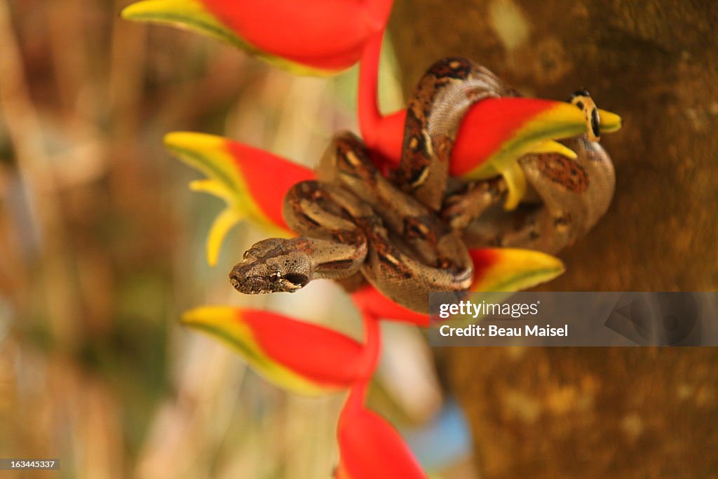 Costa Rica, Close up of Boa Constrictor wrapped on branch with red flower