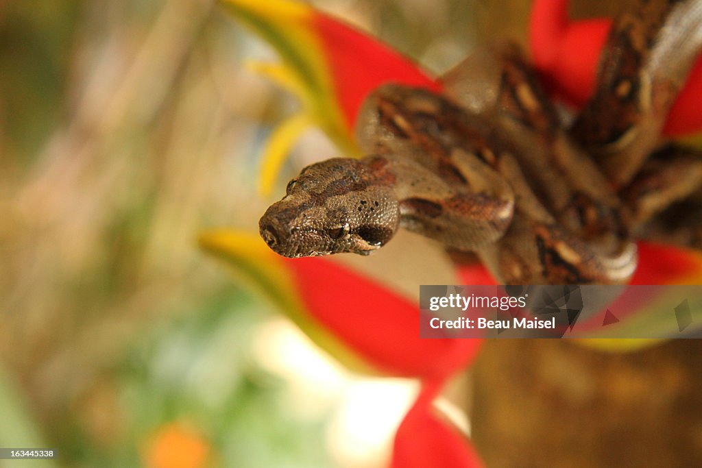 Costa Rica, Close up of Boa Constrictor wrapped on branch with red flower