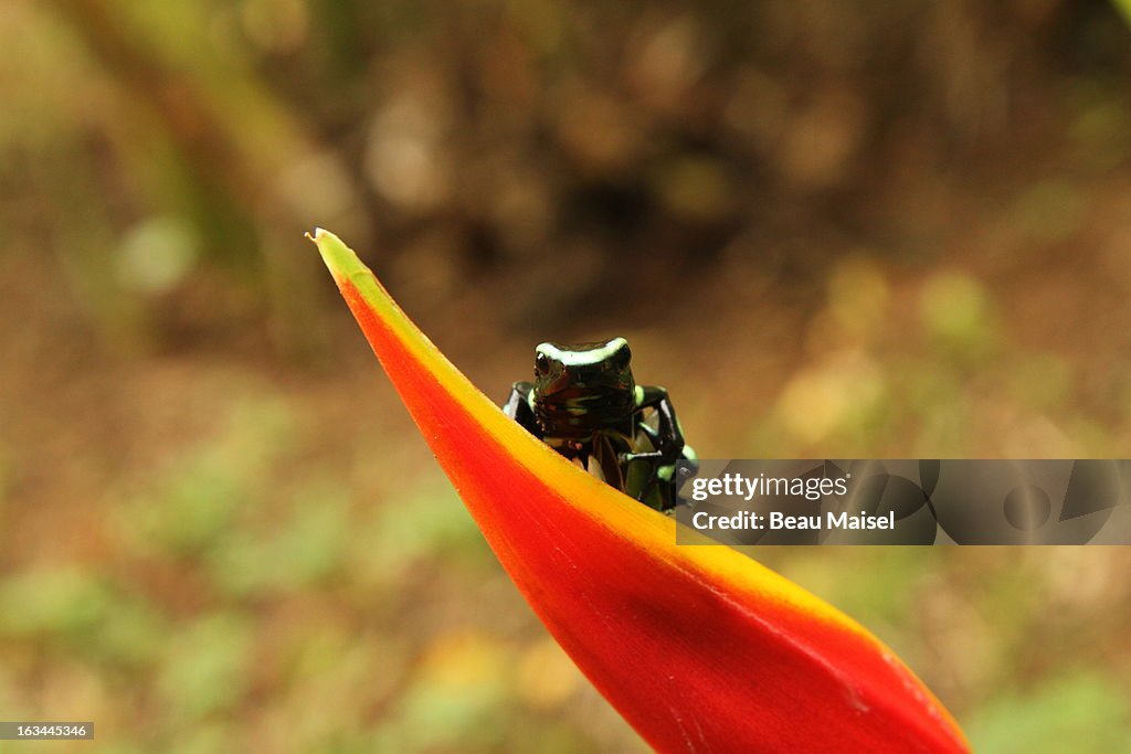 Costa Rica, Close up of Green And Black Poison Dart Frog (Dendrobates Auratus) sitting on red flower petal