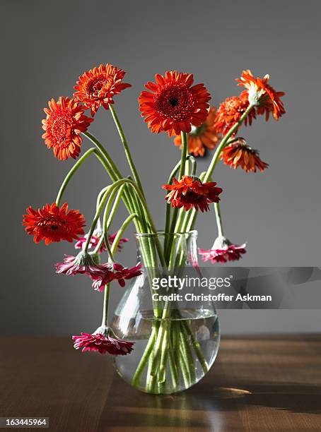 gerbera flowers in a vase - wilted plant fotografías e imágenes de stock