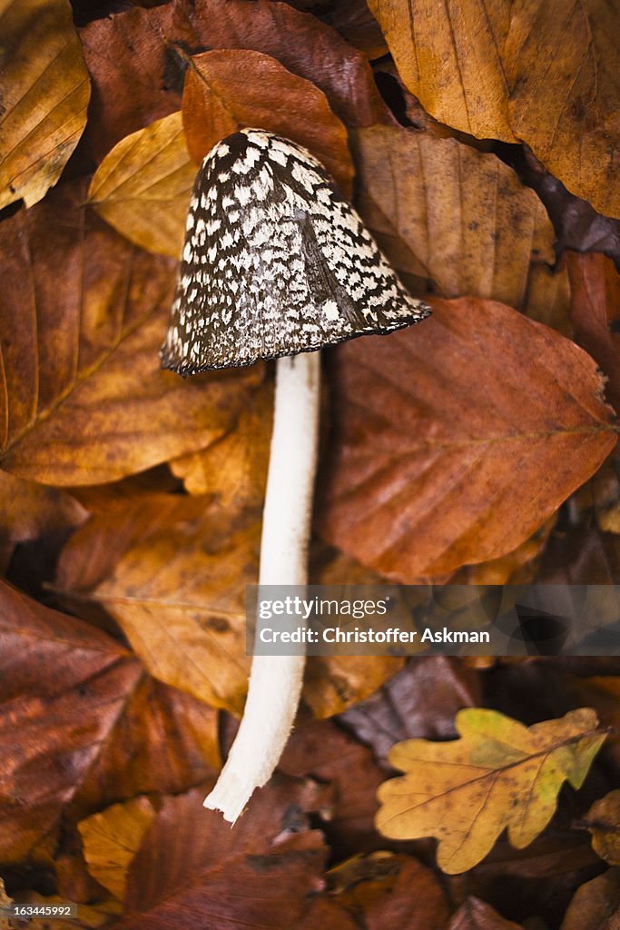 Fungus lies in dead leaves