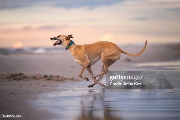 happy dog running on the beach - feet run in ocean stock pictures, royalty-free photos & images