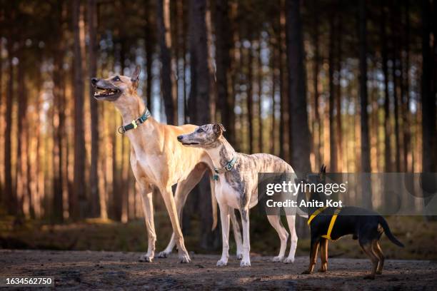 greyhound, whippet and miniature pinscher stand on a forest path - small head big body stock pictures, royalty-free photos & images