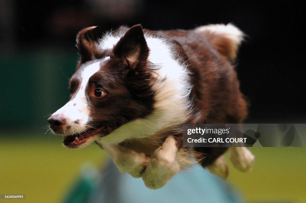 BRITAIN-ANIMAL-CRUFTS