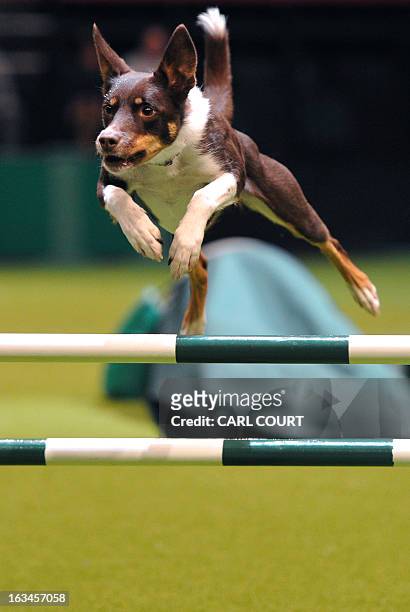 Dog performs a jump during the agility competition on the fourth day of Crufts dog show in Birmingham, central England on March 10, 2013. The annual...