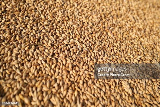 An agricultural worker unload cereals from a combine as workers harvest a large field of barley near the border with Russia in the Chernihiv region...