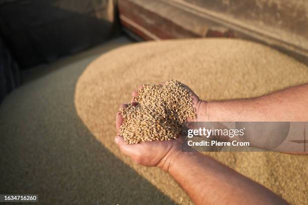 An agricultural worker unload cereals from a combine as workers harvest a large field of barley near the border with Russia in the Chernihiv region...