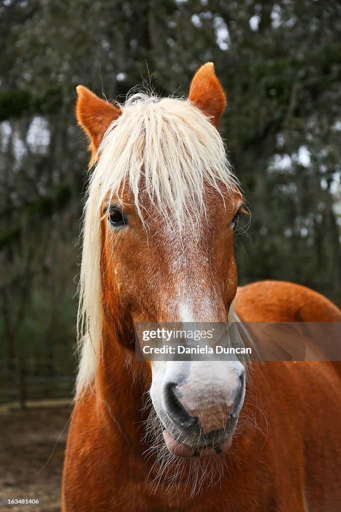 Belgian Draft Horse Portrait