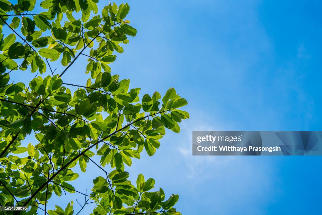 Spring leaves background with sunlight and blue sky for copy space