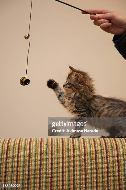 31 Sofa Go Animal Photos and Premium High Res Pictures - Getty Images