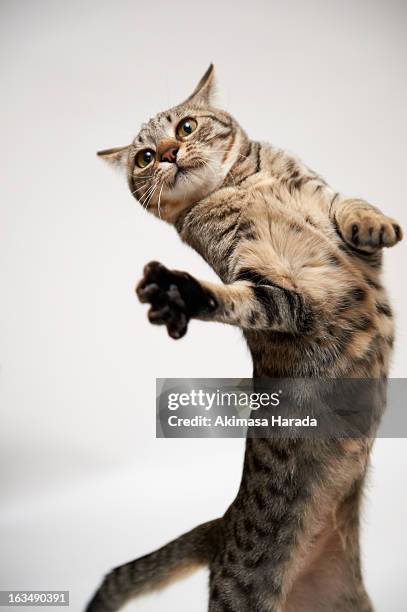 standing action cat - tabby cat 個照片及圖片檔