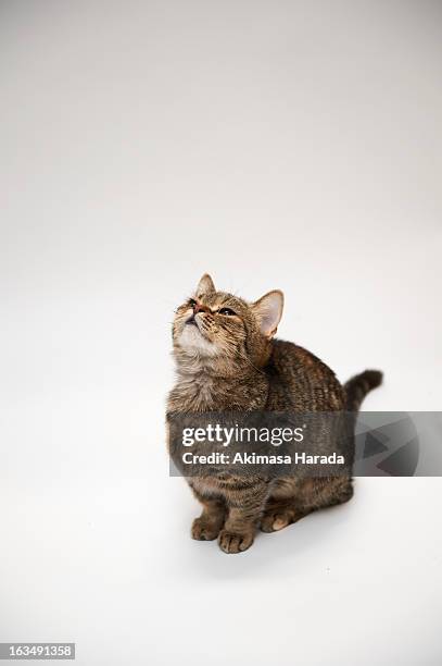 the cat looking up - munchkin cat bildbanksfoton och bilder
