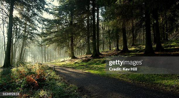 spring awakening - forest road stock pictures, royalty-free photos & images