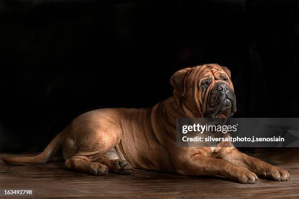 tango de nagusi - bull mastiff fotografías e imágenes de stock