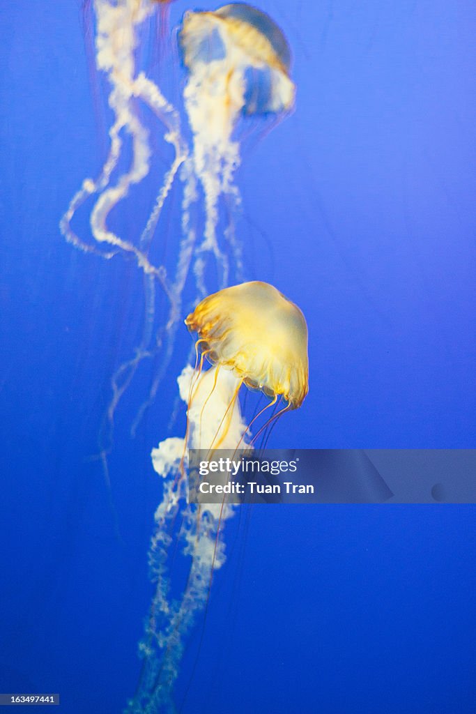 West Coast sea nettle (Chrysaora fuscescens)