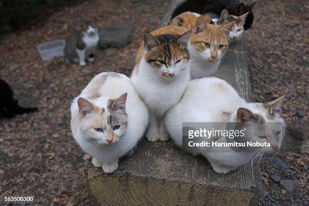 cats ball - mittelgroße tiergruppe stock-fotos und bilder