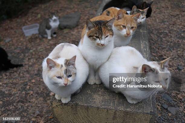 cats ball - medium group of animals stock pictures, royalty-free photos & images