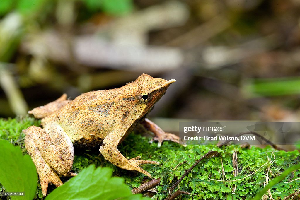 Rhinoderma darwinii, Darwin's Frog, Chile