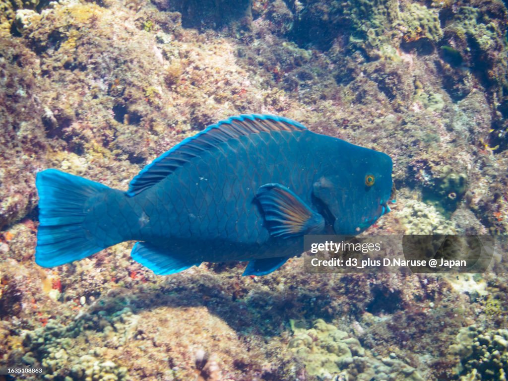 Beautiful and big Knobsnout Parrotfish.
HIRIZO Beach, Nakagi, South IZU, Kamo-gun, Izu Peninsula, Shizuoka, Japan,
Photo Taken August 20, 2023.
In underwater photography.