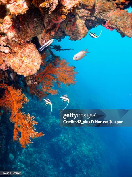 beautiful moorish idol school and others in drop off. 

hirizo beach, nakagi, south izu, kamo-gun, izu peninsula, shizuoka, japan,
photo taken august 20, 2023.
in underwater photography. - cleaner wrasse stock pictures, royalty-free photos & images