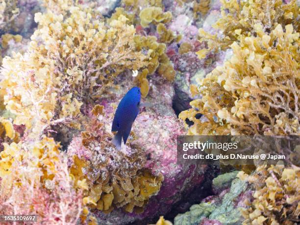 beautiful nagasaki damselfish juvenile.
hirizo beach, nakagi, south izu, kamo-gun, izu peninsula, shizuoka, japan,
photo taken august 20, 2023.
in underwater photography. - neon demoiselle stock-fotos und bilder