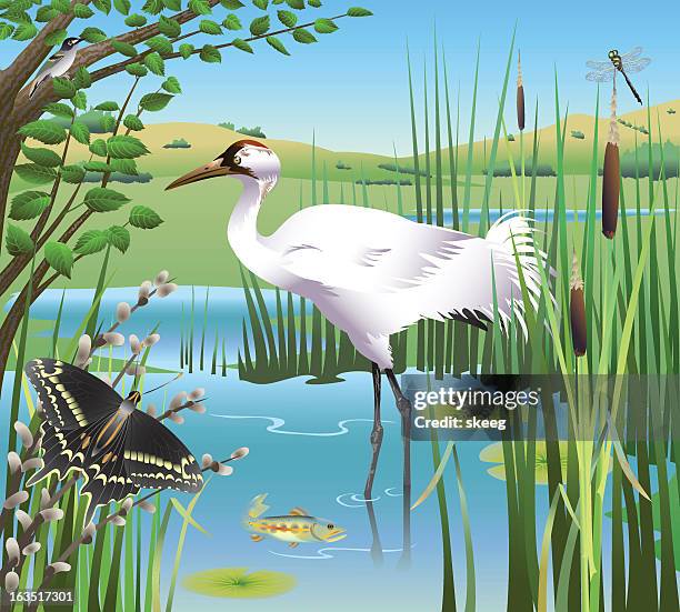 bedrohte tierart - frogs in wetlands stock-grafiken, -clipart, -cartoons und -symbole