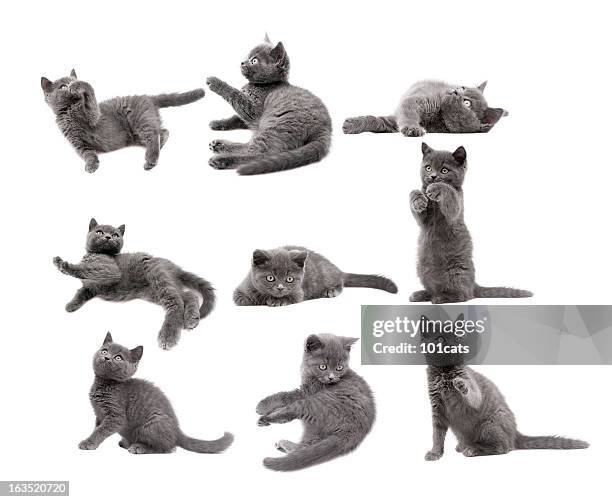 gray cats - cat and white background stockfoto's en -beelden