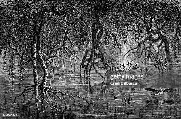 swamp - old tree stock illustrations