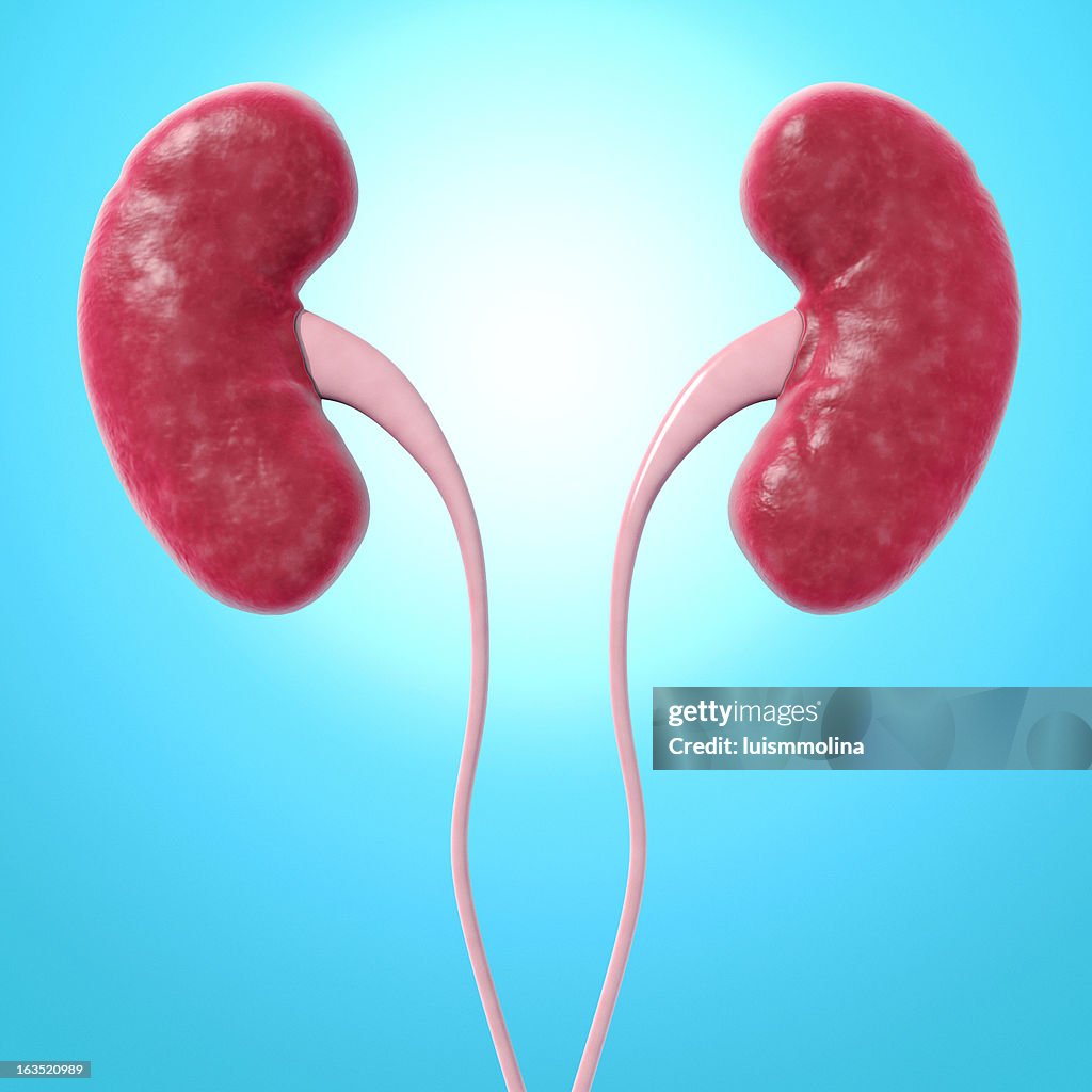 Human kidneys