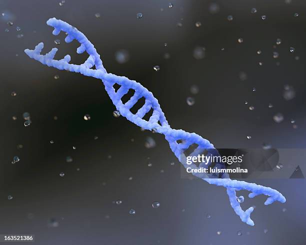 dna - helix model stock pictures, royalty-free photos & images