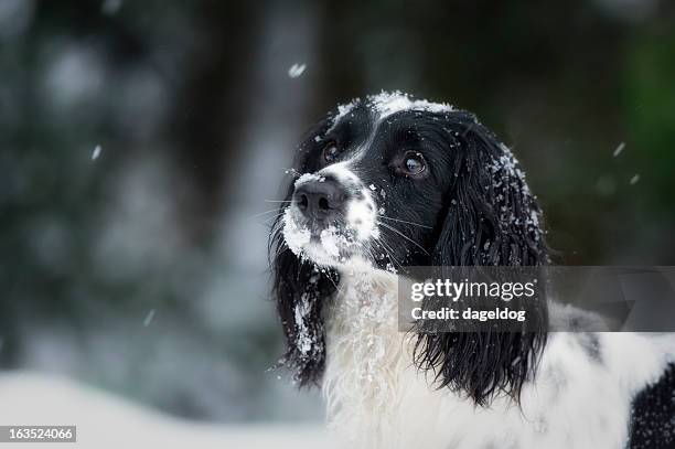snowflakes and spaniels - springer spaniel stock pictures, royalty-free photos & images