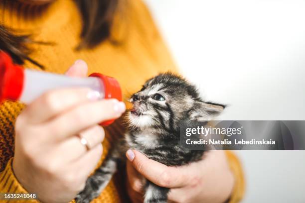 nurturing moments: woman in yellow sweater bottle feeds a tiny kitten. - shelter stock pictures, royalty-free photos & images