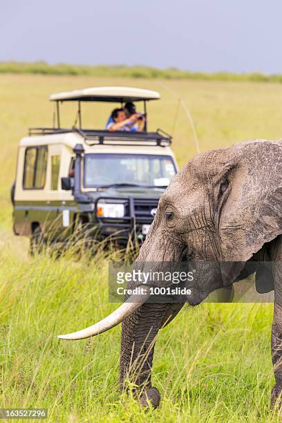 people on a safari viewing an elephant - african safari stock pictures, royalty-free photos & images