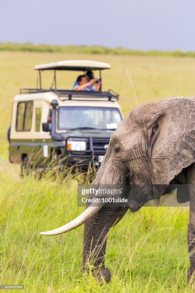 People on a safari viewing an elephant