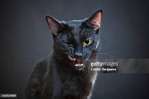portrait of a cat - cat scared black stock pictures, royalty-free photos & images