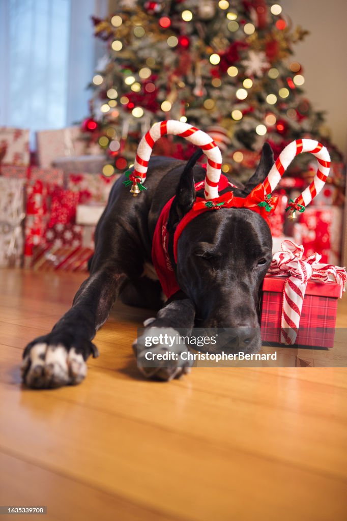 Greatdane christmas portrait