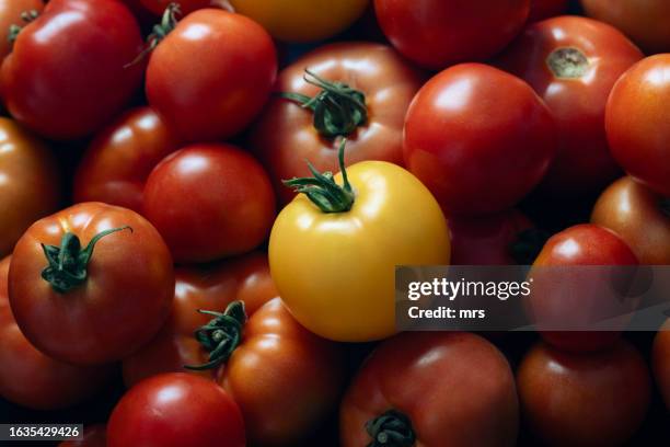 tomatoes - sverige odla tomat bildbanksfoton och bilder