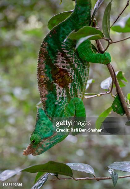 parson's chameleon - east african chameleon stock pictures, royalty-free photos & images