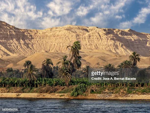 bank of the nile river with fields of bananas and date palms. egypt - nile delta stock pictures, royalty-free photos & images