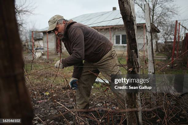 Constantin Enache, an ethnic Roma, prunes his small vineyard outside his home on March 11, 2013 in Dilga, Romania. Constantin is currently unemployed...