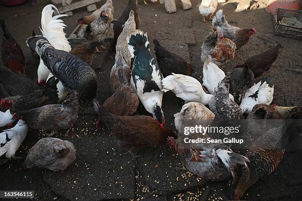 Chickens and ducks gobble up food tossed to them by ethnic Roma Mihaela Boboaca on her property on March 11, 2013 in Dilga, Romania. Mihaela has...