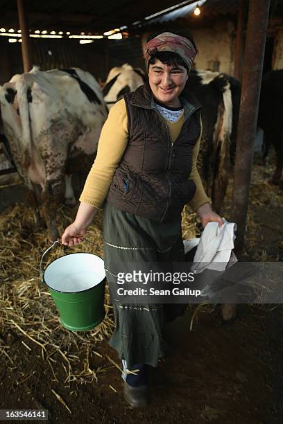 Ethnic Roma Mioara Costea finishes milking one of her cows on March 11, 2013 in Dilga, Romania. Mioara and her husband Costel, with their...