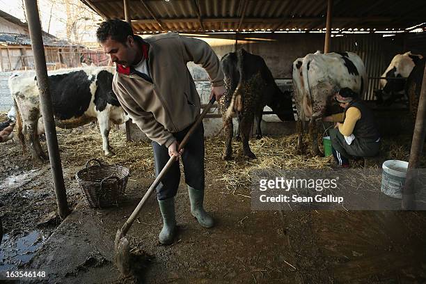 Ethnic Roma Mioara Costea milks one of her cows as her husband Costel shovels manure on their farm on March 11, 2013 in Dilga, Romania. The couple,...