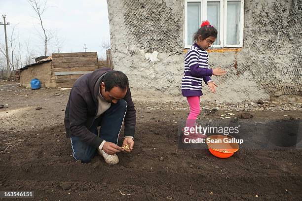 Marius Tanase, an ethnic Roma, and his daughter Denisa plant onions in their vegetable garden outside their home on March 11, 2013 in Dilga, Romania....