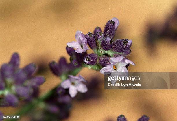 Kathleen Brown has a beautiful herb garden in Lakewood. This is lavender.