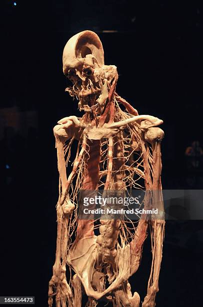 Plastinated human body is on display during a press conference for 'Koerperwelten und der Zyklus des Lebens' exhibition by German anatomist Gunther...