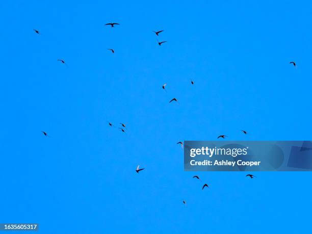 a flock of common swift, apus apus over ambleside, lake district, uk. - common swift flying stock pictures, royalty-free photos & images