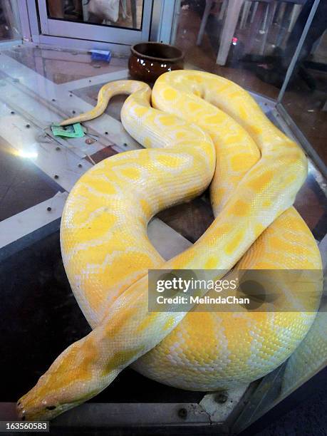 333 Yellow Python Stock Photos, High-Res Pictures, and Images - Getty ...